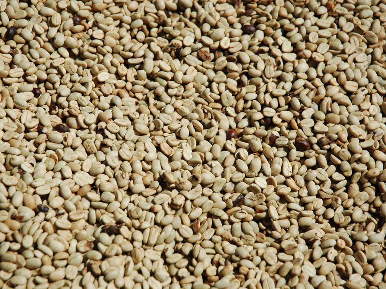 Café arabica moulu de l'Ouest