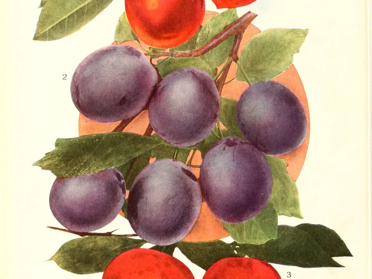 Jus de baobab